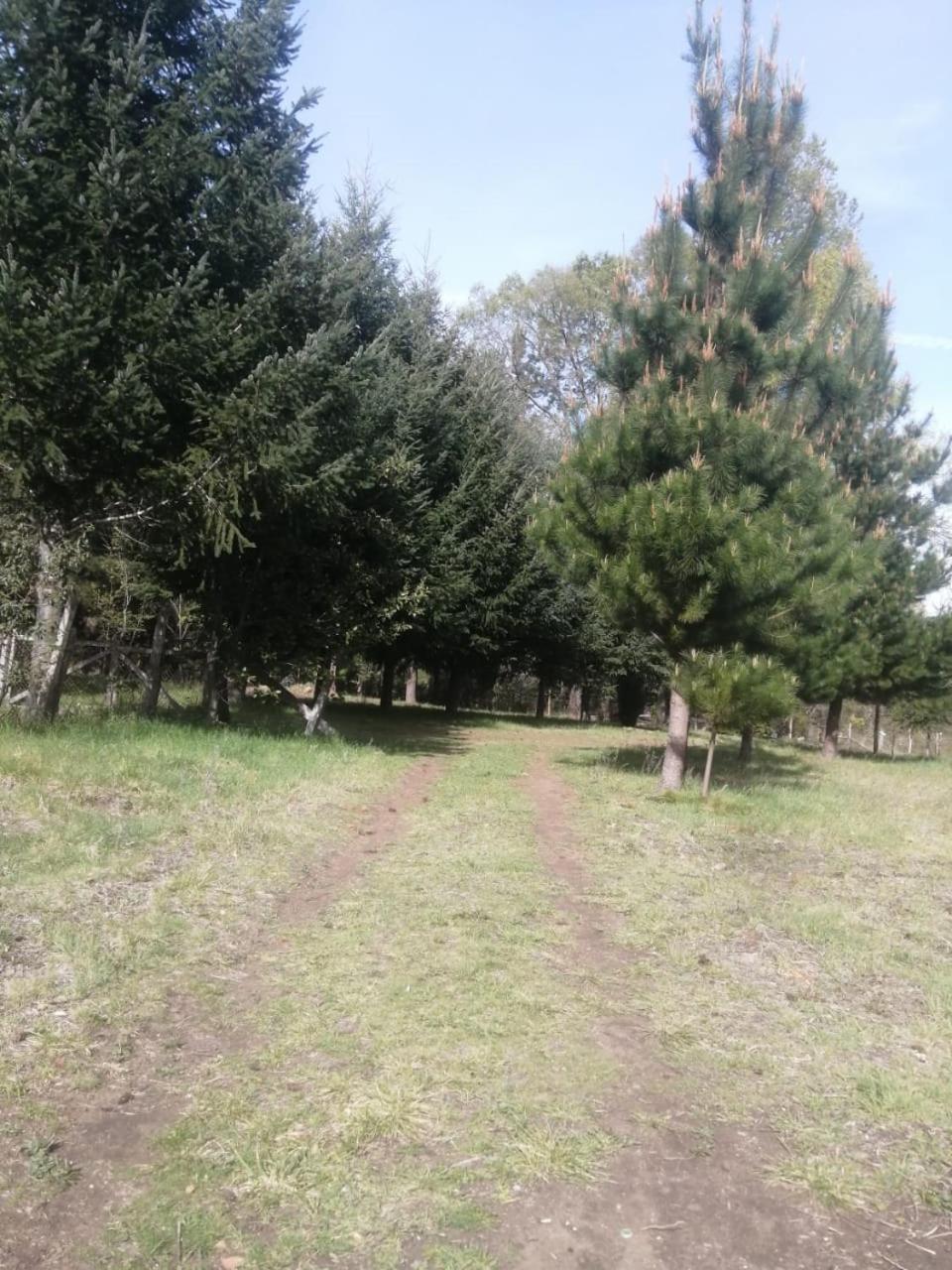 Cabaña para 3 en Melipeuco cerca del Parque Nacional Conguillio Exterior foto
