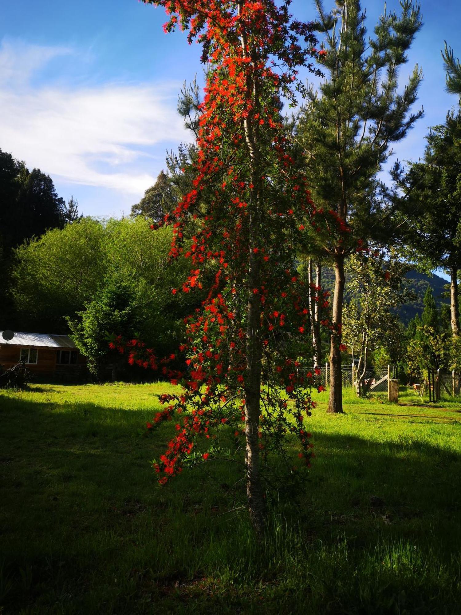 Cabaña para 3 en Melipeuco cerca del Parque Nacional Conguillio Exterior foto